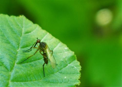 Empis livida